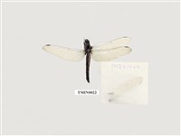 藏品(蜻蛉)的圖片